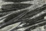 Polished Fossil Orthoceras (Cephalopod) Plate - Morocco #372649-1